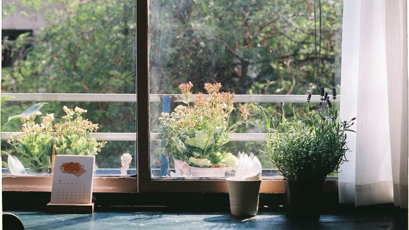 Plants on a windowsill in soft morning light