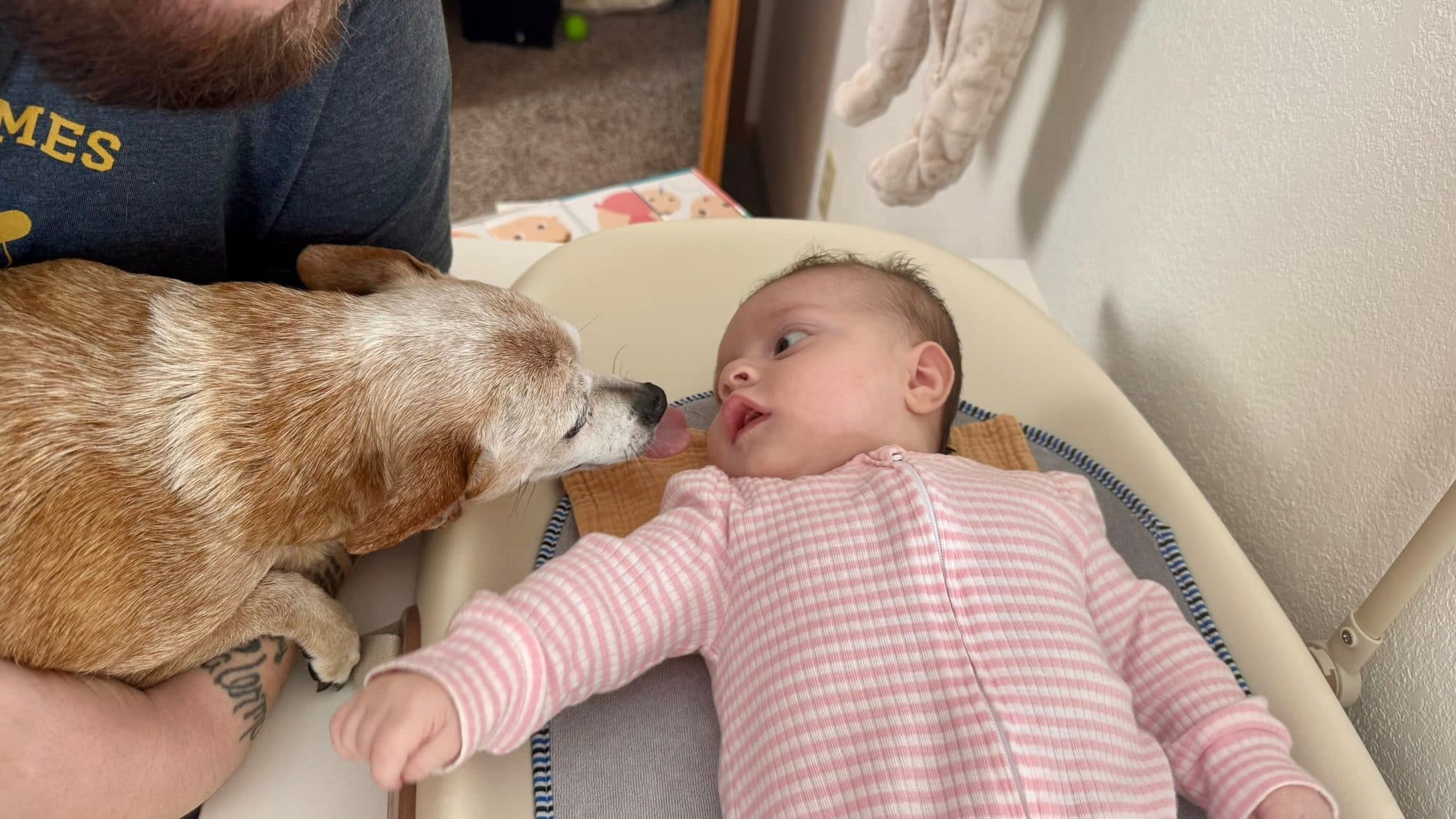 Bobo leaning in to say hello to Brian's baby daughter in her bouncer