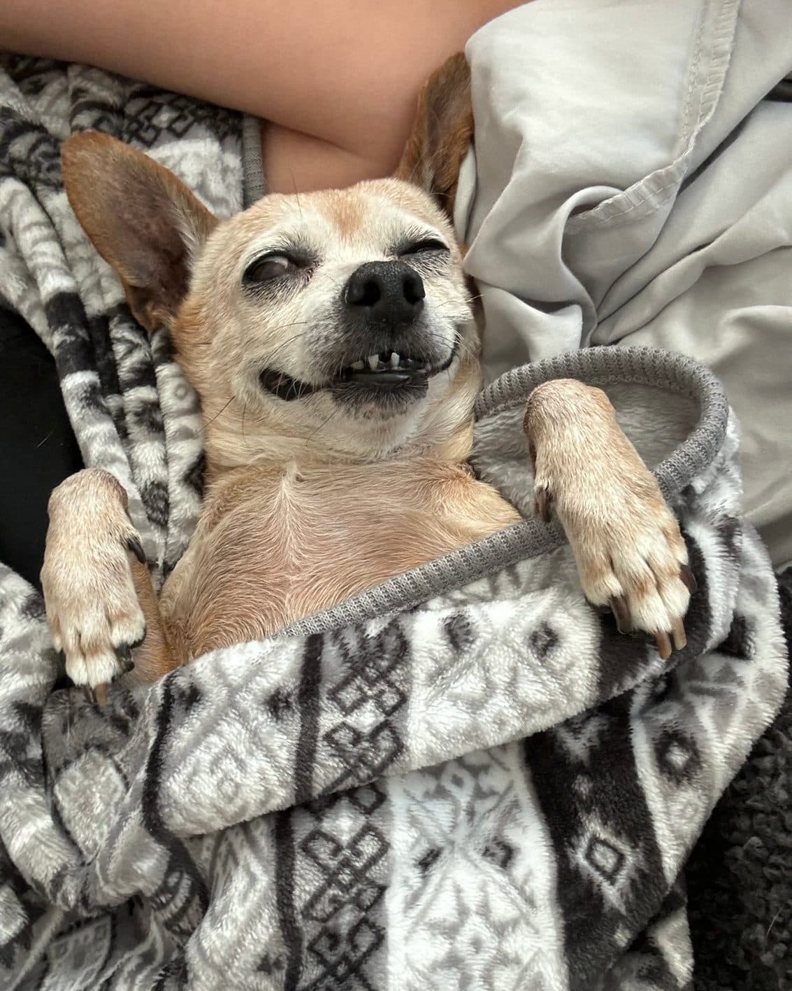 Bobo tucked into a patterned blanket with both front paws out, grinning