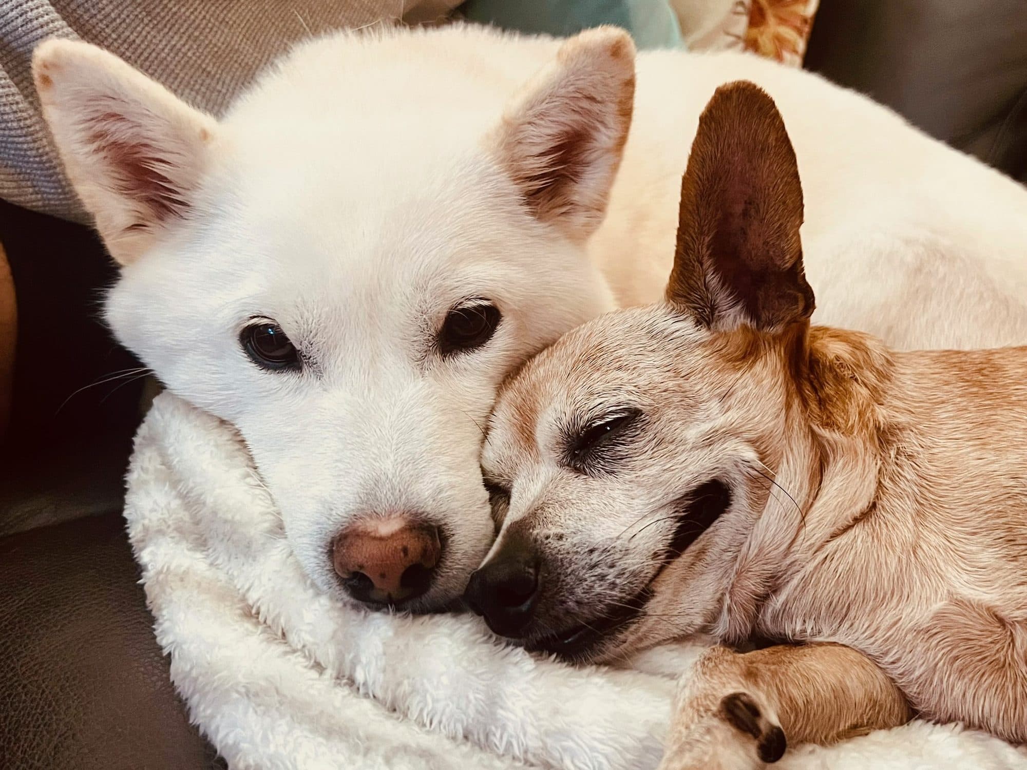 Bobo and Kyra resting their faces against each other on a white blanket