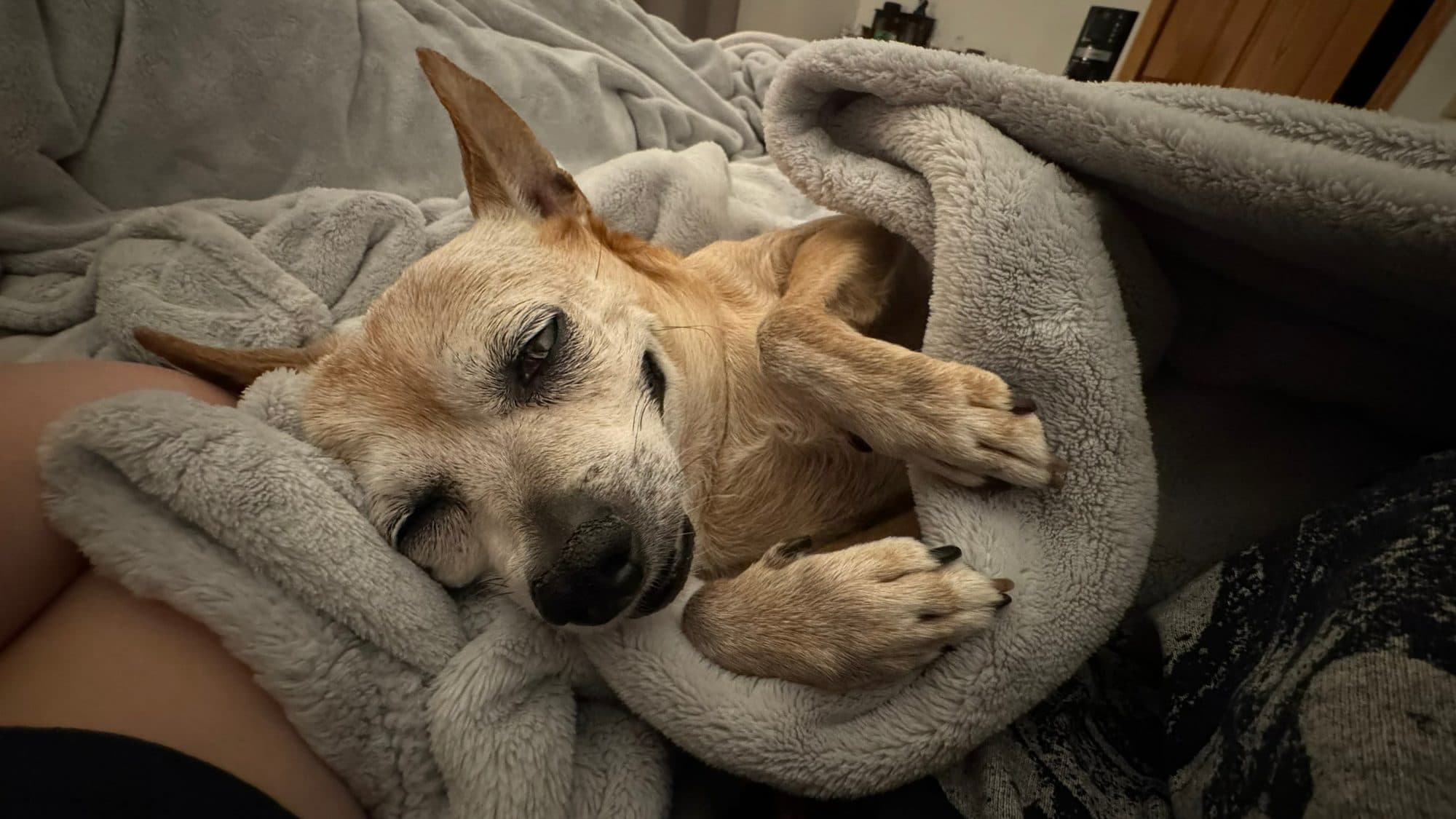 Bobo bundled up in a soft grey blanket, half asleep