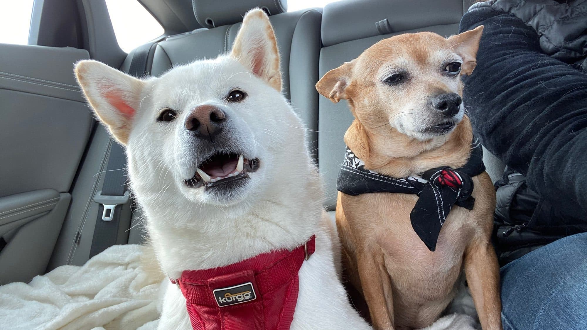 Kyra and Bobo side by side in the back seat of the car, Bobo wearing a bandana