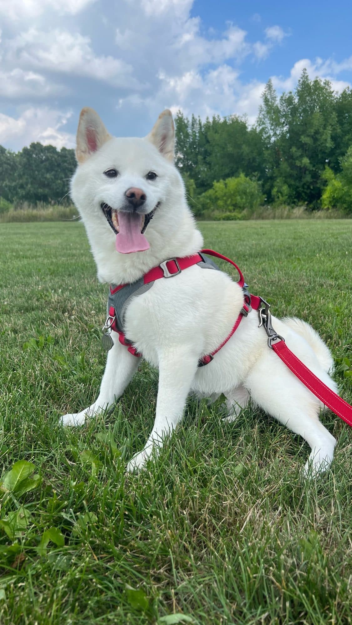Kyra the white shiba inu sitting in a grassy park with her tongue out