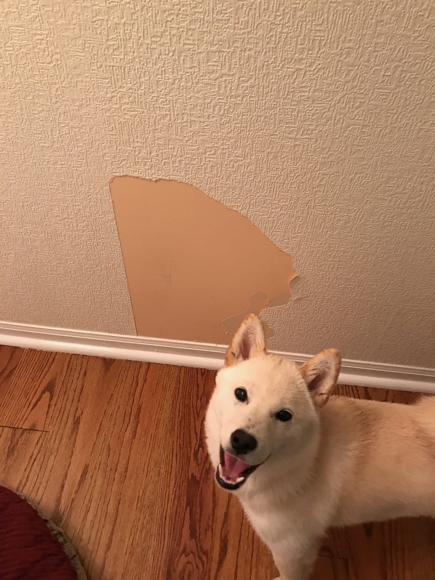 Kyra standing beside a patch of wallpaper she tore off the wall, looking pleased with herself